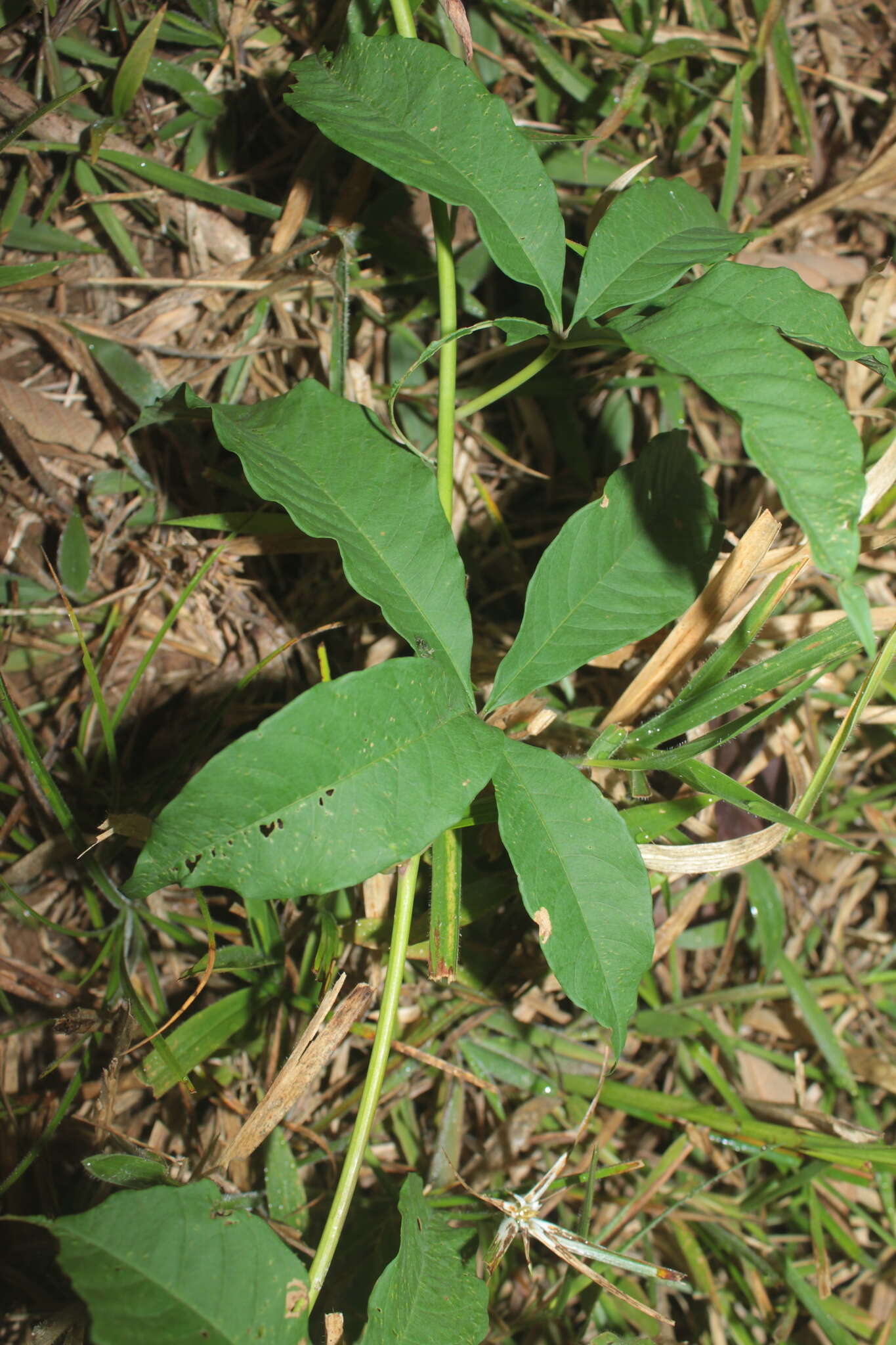 Image of Distimake macrocalyx (Ruiz & Pav.) A. R. Simões & Staples