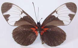 Image of Heliconius sapho leuce Doubleday (1847)