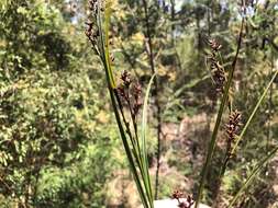 Image of Scleria sphacelata F. Muell.