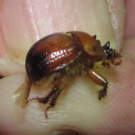 Plancia ëd Bolbocerosoma elongatum Howden 1955