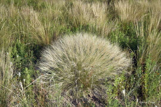 Image de Aristida niederleinii Mez