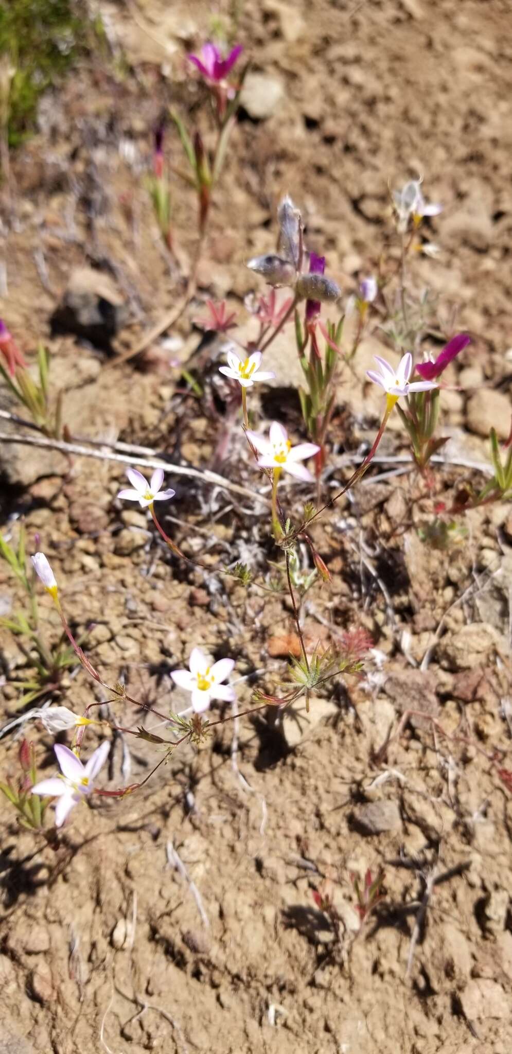 Plancia ëd Leptosiphon rattanii (A. Gray) J. M. Porter & L. A. Johnson