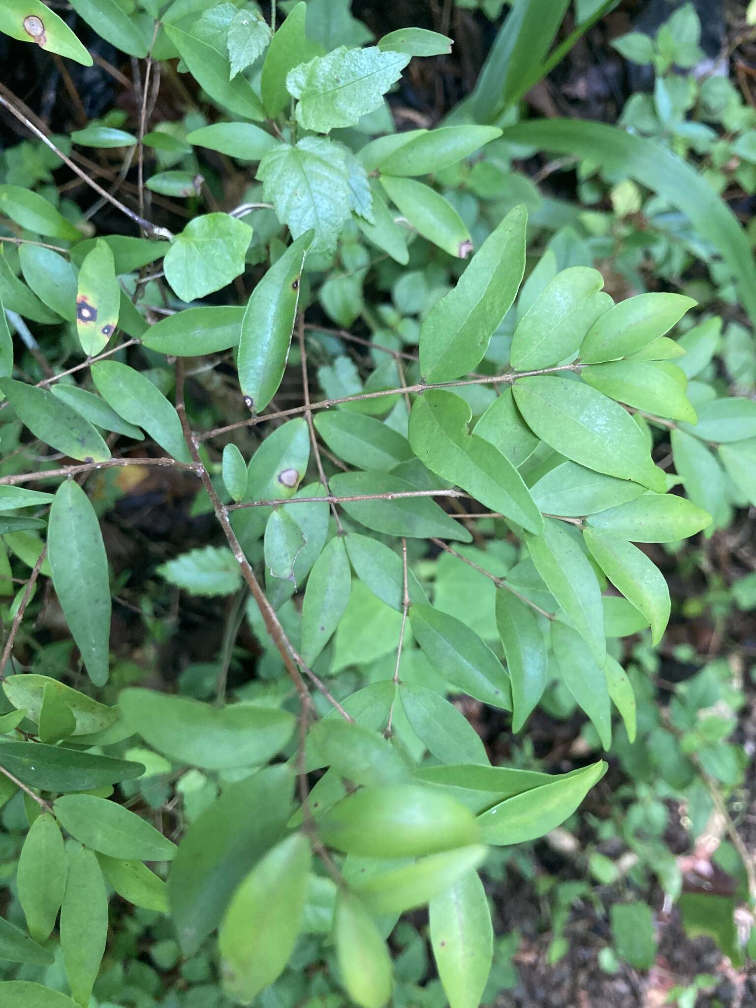 Image de Myrcia splendens (Sw.) DC.