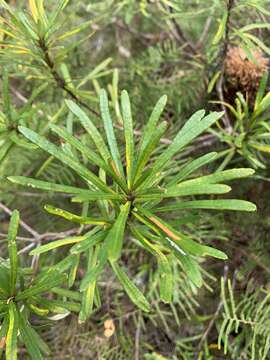 Image of Banksia neoanglica (A. S. George) Stimpson & J. J. Bruhl