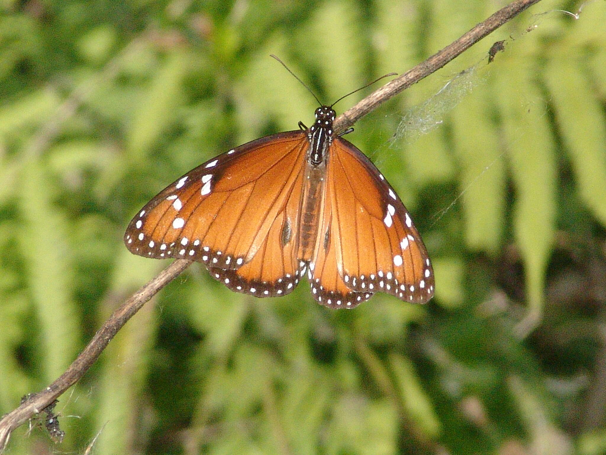 Sivun Danaus (Anosia) eresimus subsp. tethys Forbes 1943 kuva