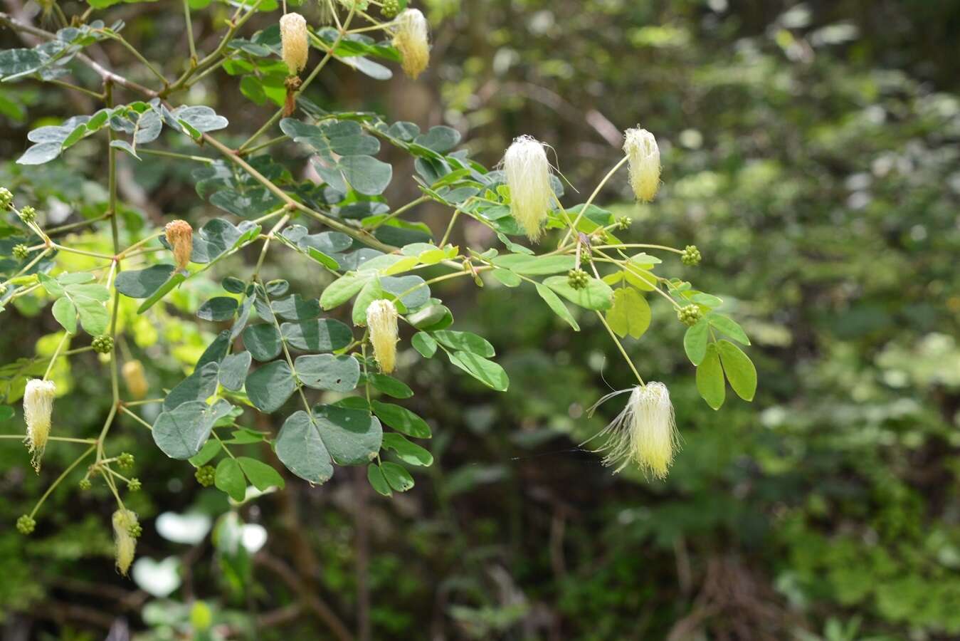 Image de Zapoteca formosa (Kunth) H. M. Hern.