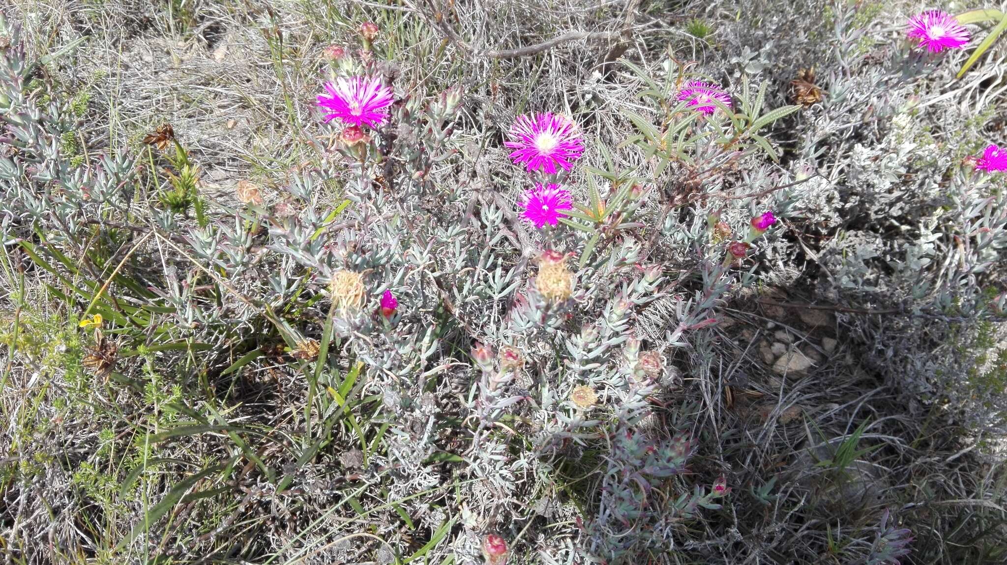 Image of Lampranthus stayneri (L. Bol.) N. E. Br.