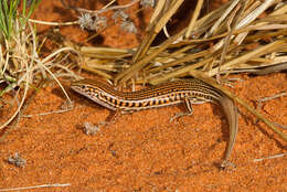 Image of Ctenotus taeniatus (Mitchell 1949)