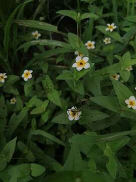 Image of Zinnia flavicoma (DC.) Olorode & A. M. Torres