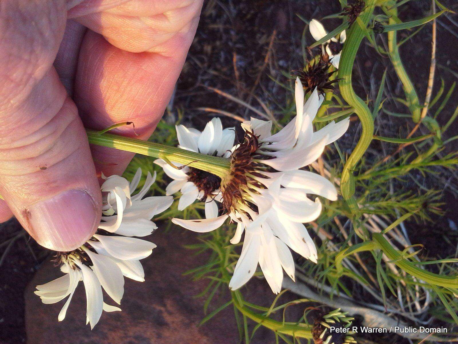 Callilepis leptophylla Harv.的圖片