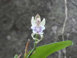 Imagem de Aspasia epidendroides Lindl.