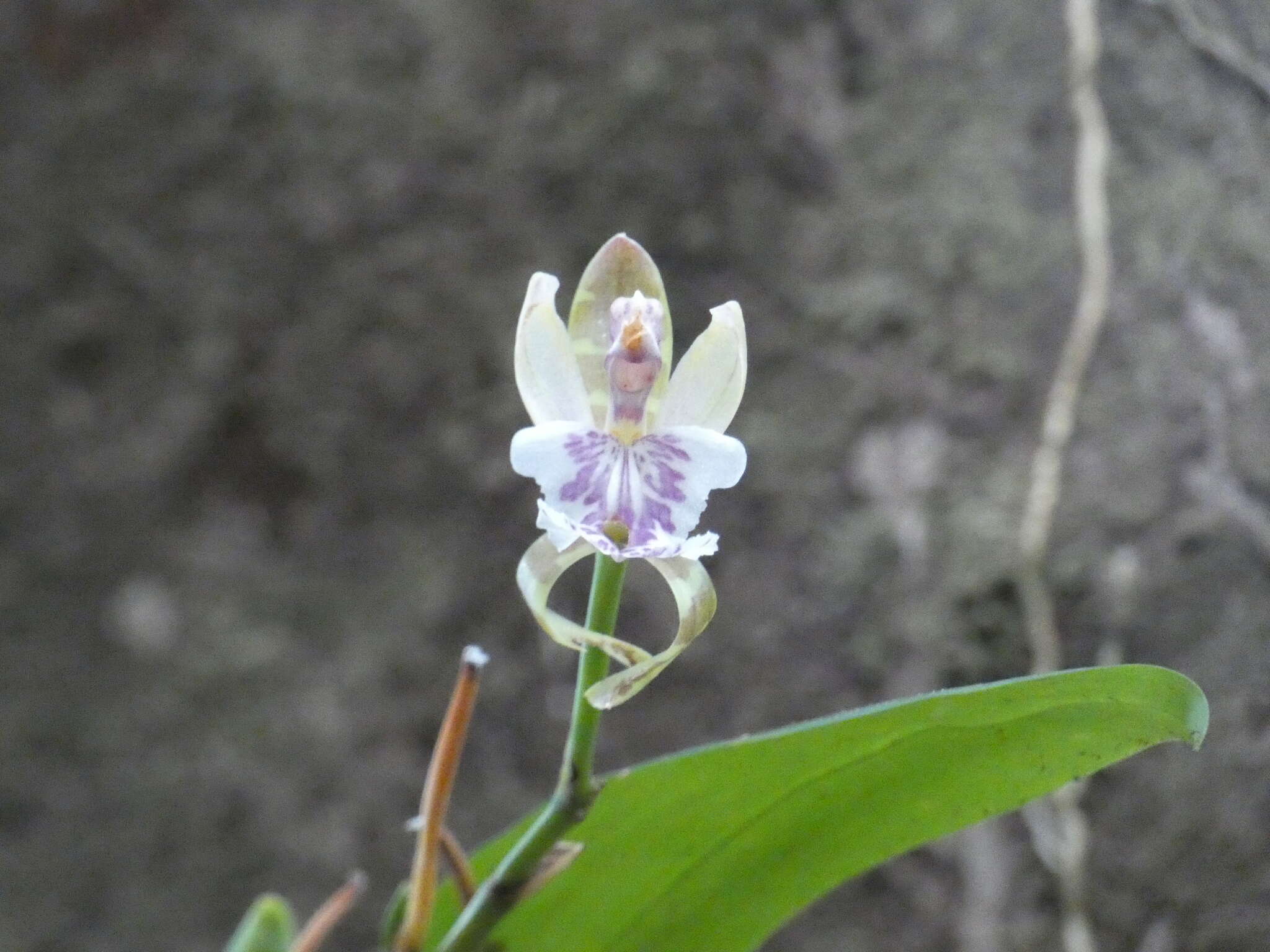 Imagem de Aspasia epidendroides Lindl.