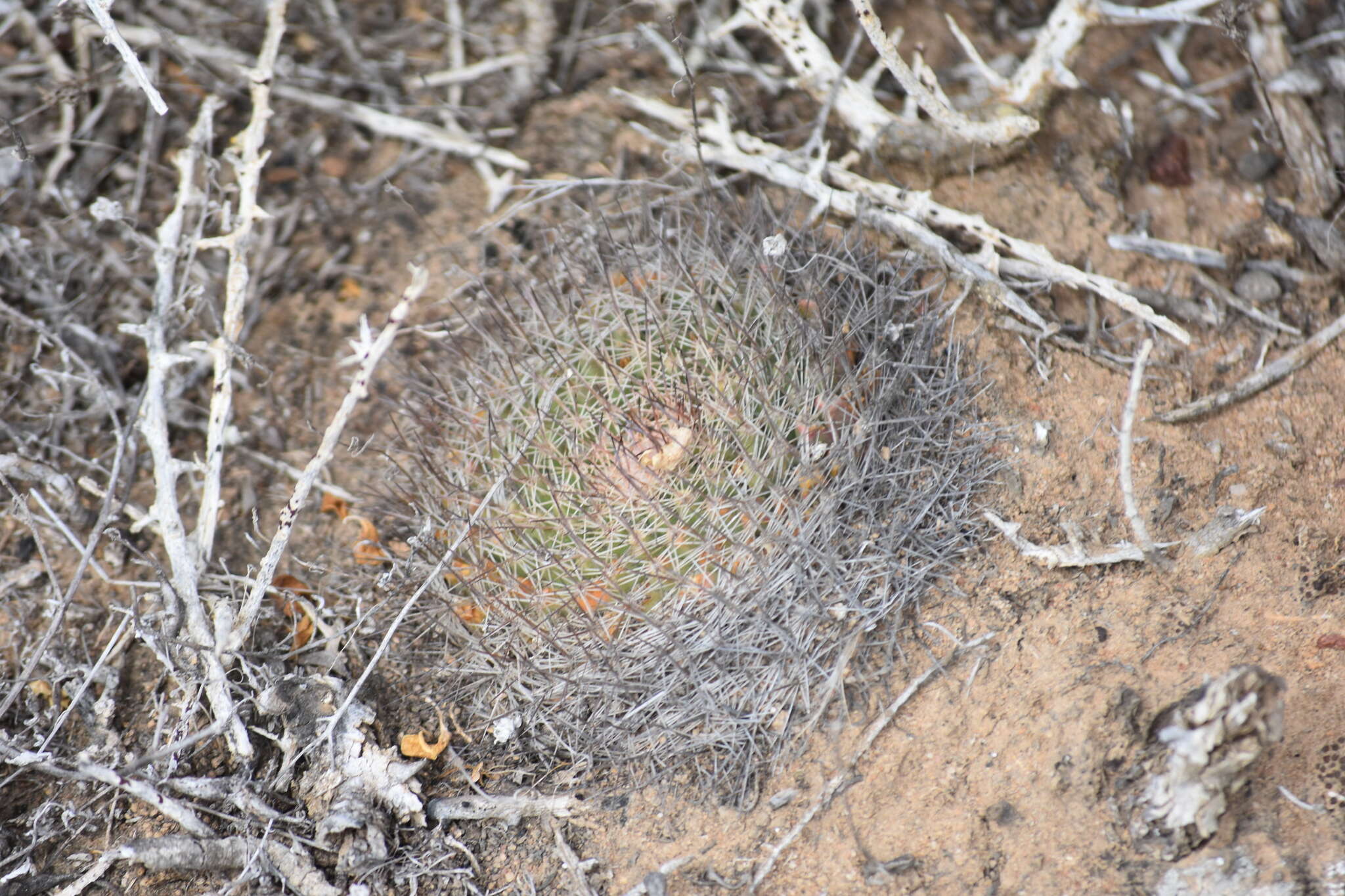 Image de Mammillaria brandegeei (J. M. Coult.) Engelm. ex K. Brandegee