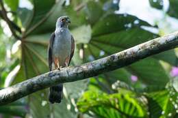 Image of Rufous-thighed Kite