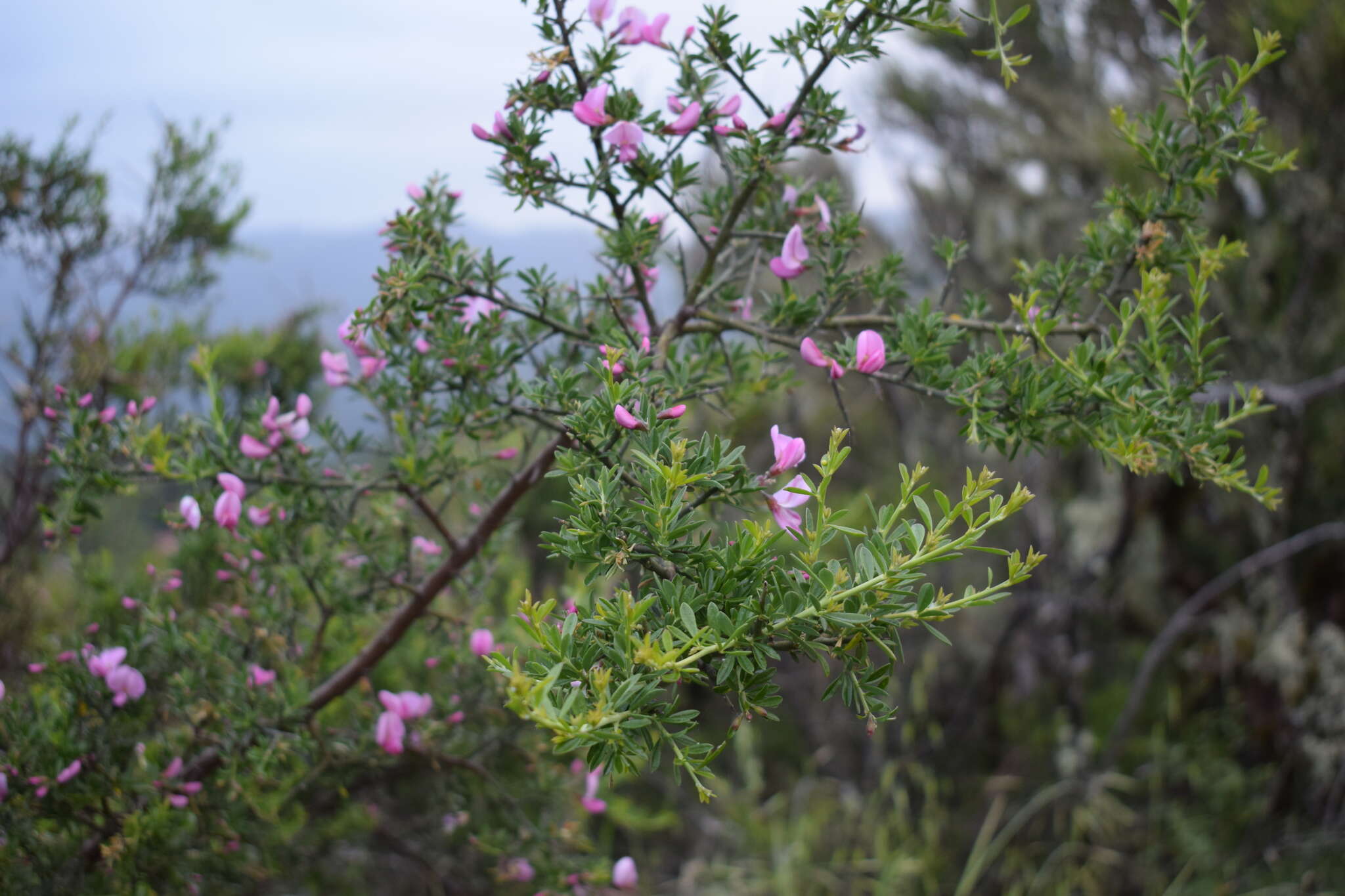 Image of chaparral pea