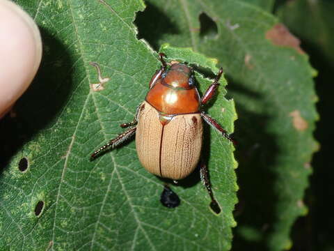 Image of Anoplognathus brunnipennis (Gyllenhal 1817)