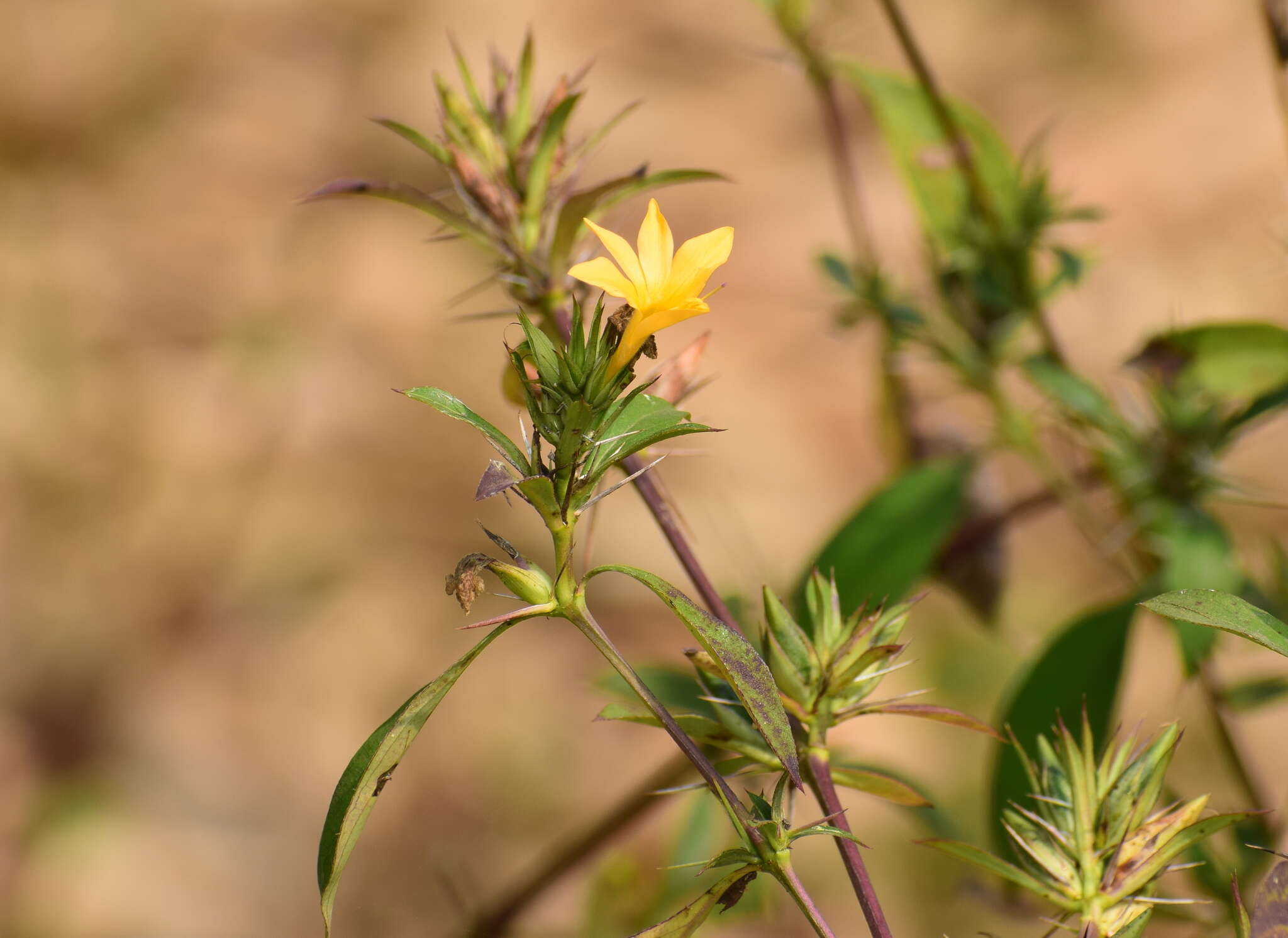 Image of porcupine flower