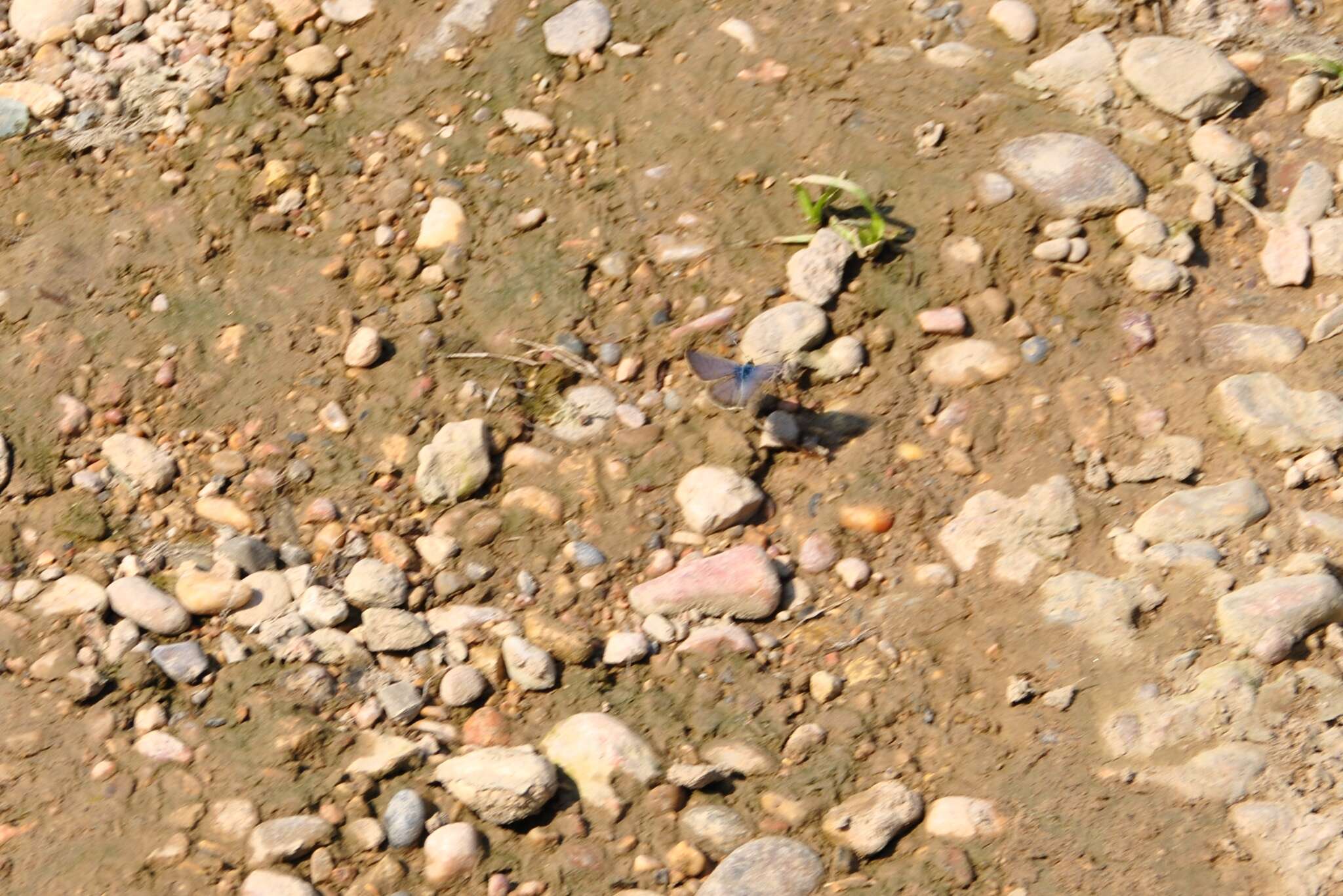 Image of Lang's Short-tailed Blue