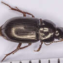 Amara (Leironotus) glabrata Dejean 1828 resmi