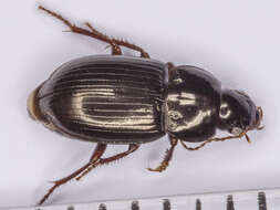 Amara (Leironotus) glabrata Dejean 1828 resmi