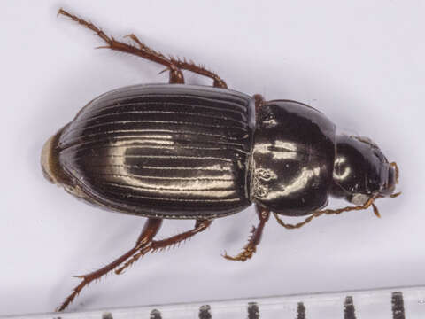 Amara (Leironotus) glabrata Dejean 1828 resmi