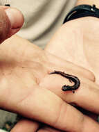 Image of Garden Slender Salamander