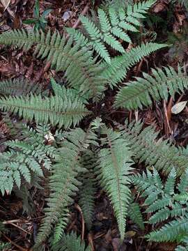 Coryphopteris fasciculata (E. Fourn.) Holtt.的圖片