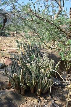 Image of Ceropegia longipedicellata (A. Berger) Bruyns