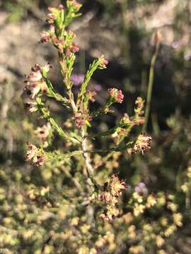 Image de Erica zeyheriana (Klotzsch) E. G. H. Oliver