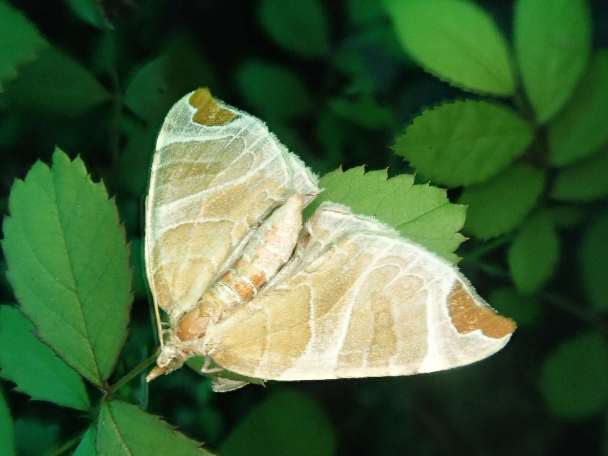 Image of Eulithis ledereri Bremer 1864