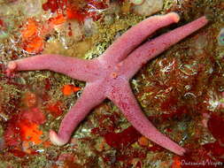 Image of Bloody Henry starfish