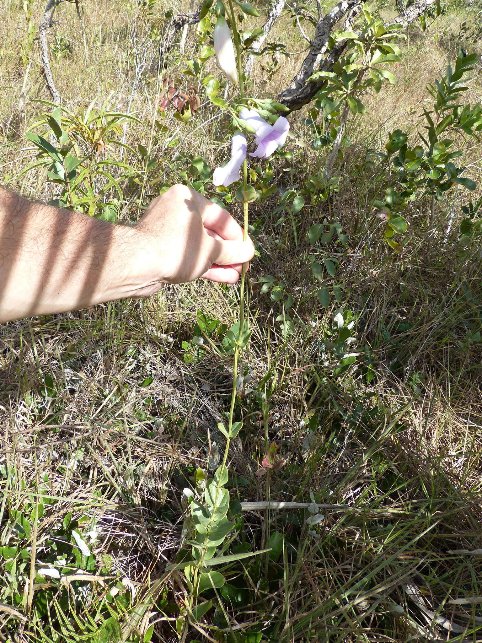 Image of Calolisianthus