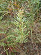 Image de Lespedeza angustifolia (Pursh) Elliott