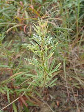 Imagem de Lespedeza angustifolia (Pursh) Elliott