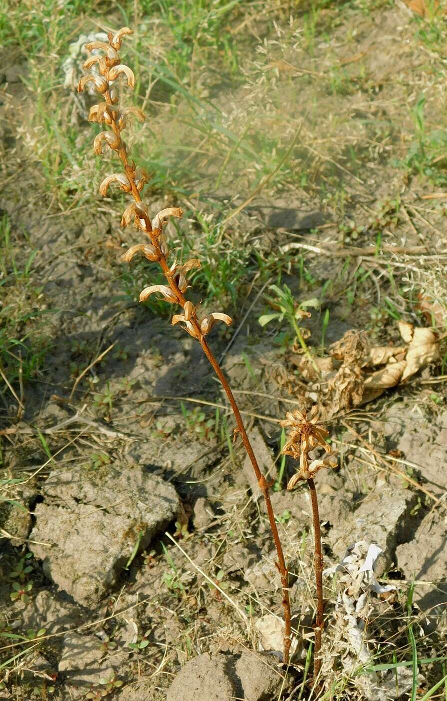 Image de Orobanche cumana Wallr.