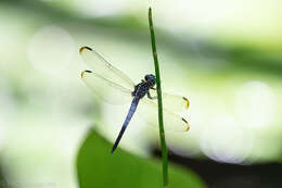 Image of Gray-waisted Skimmer