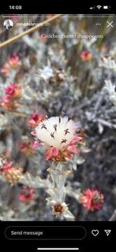 Syncarpha dregeana (DC.) B. Nord. resmi