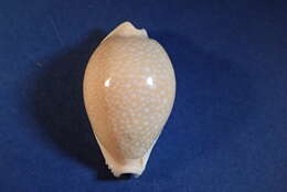 Image of Fuzzy cowrie shell