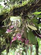 Image of Masdevallia nidifica Rchb. fil.