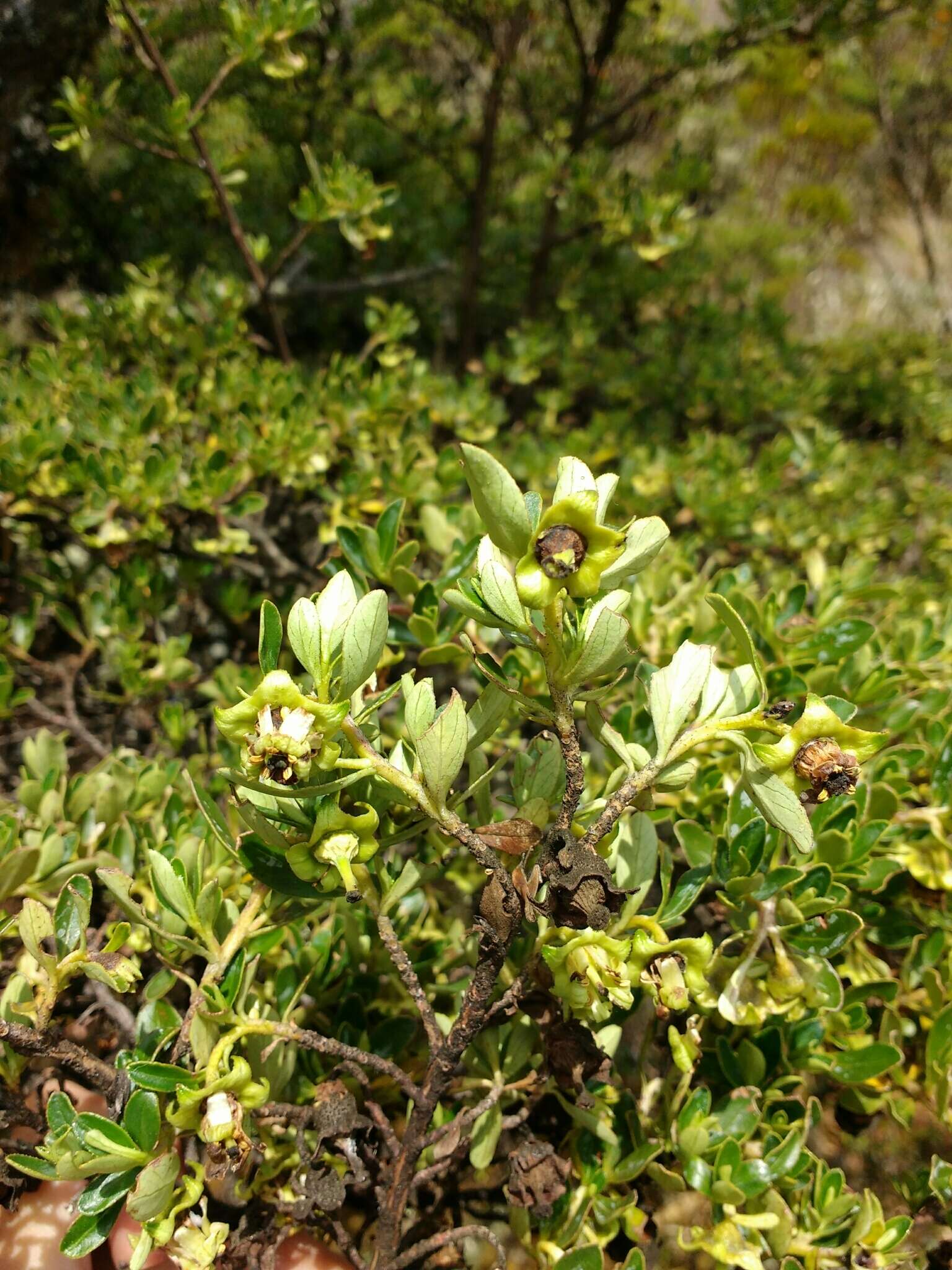 Escallonia myrtilloides L. fil. resmi