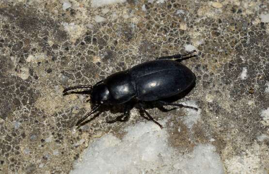 Image of Dailognatha quadricollis carceli Solier 1835