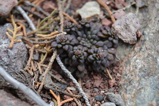 Image of Monanthes brachycaulos (Webb & Berth) Lowe