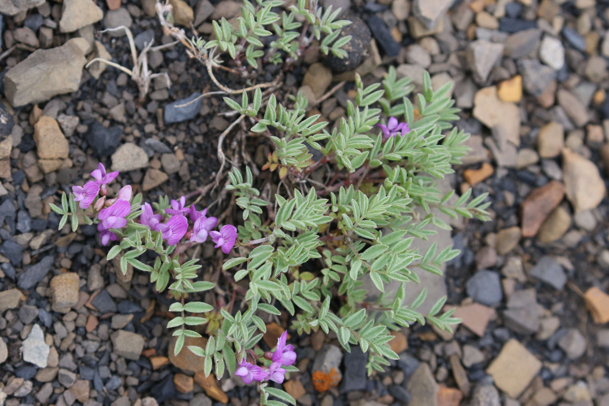 Plancia ëd Astragalus vexilliflexus Sheldon