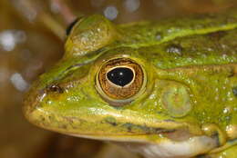 Plancia ëd Pelophylax bergeri (Günther ex Engelmann, Fritzsche, Günther & Obst 1986)