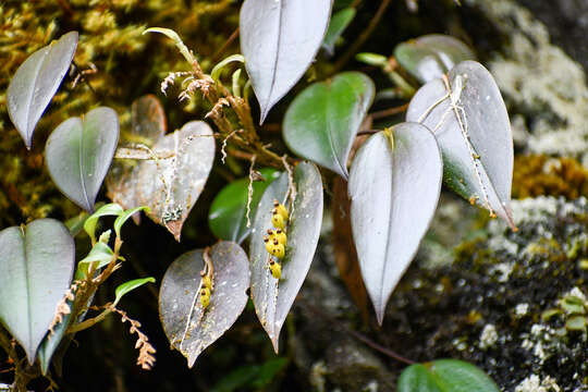 Image of Pleurothallis truncata Lindl.