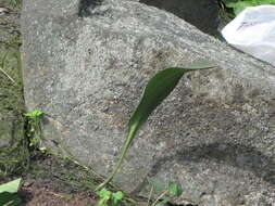 Image of Stenomesson flavum (Ruiz & Pav.) Herb.