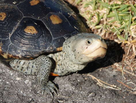 Image of Malaclemys terrapin macrospilota (Hay 1904)