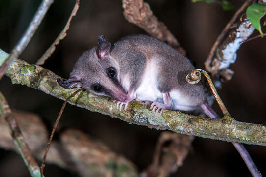 Image of Gray Slender Mouse Opossum