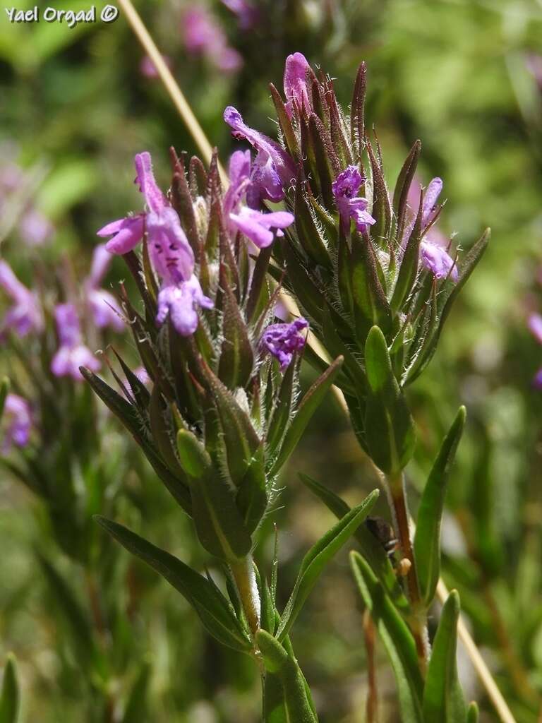 Image of Thymbra spicata L.