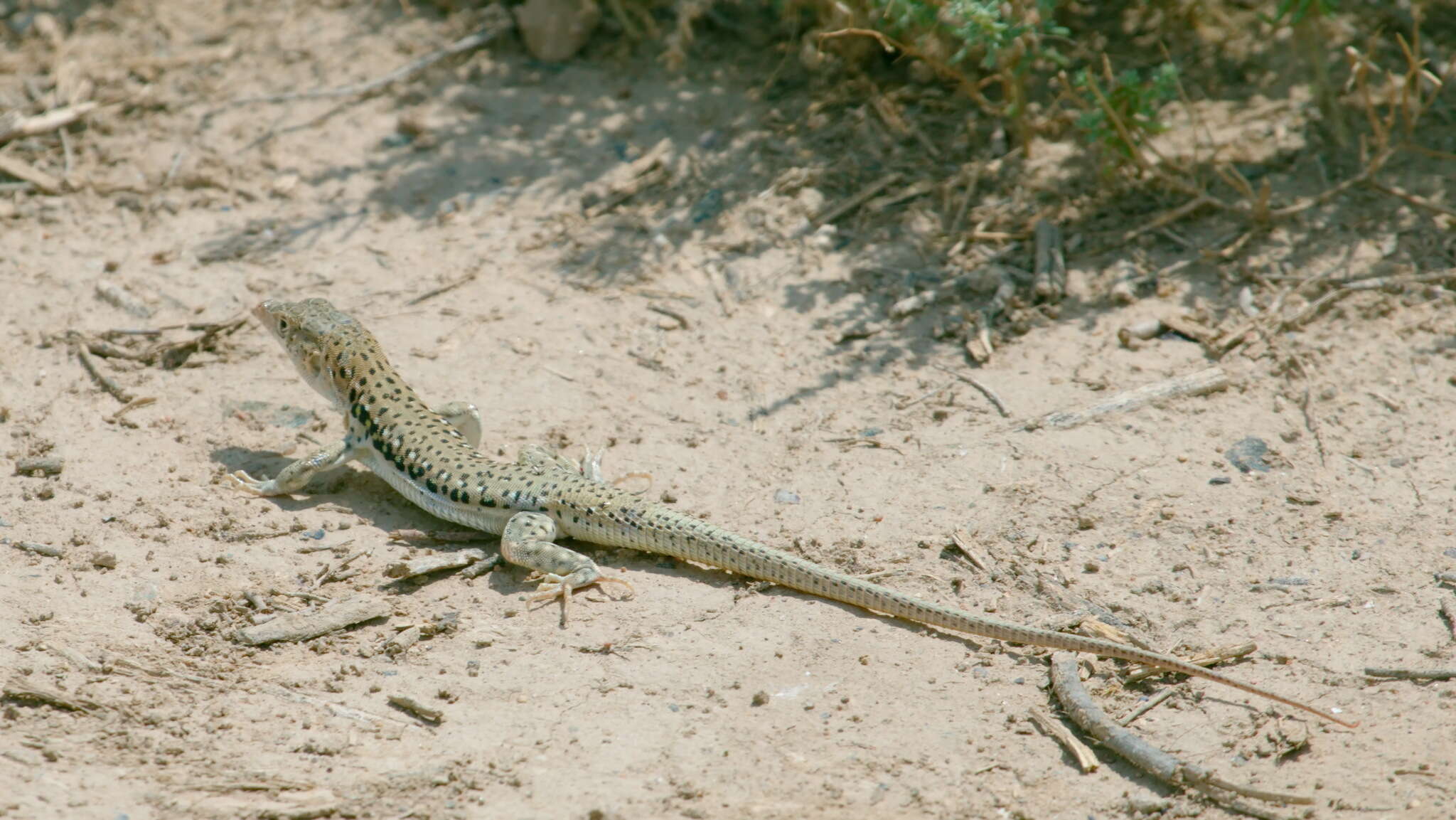 Image of Rapid Racerunner